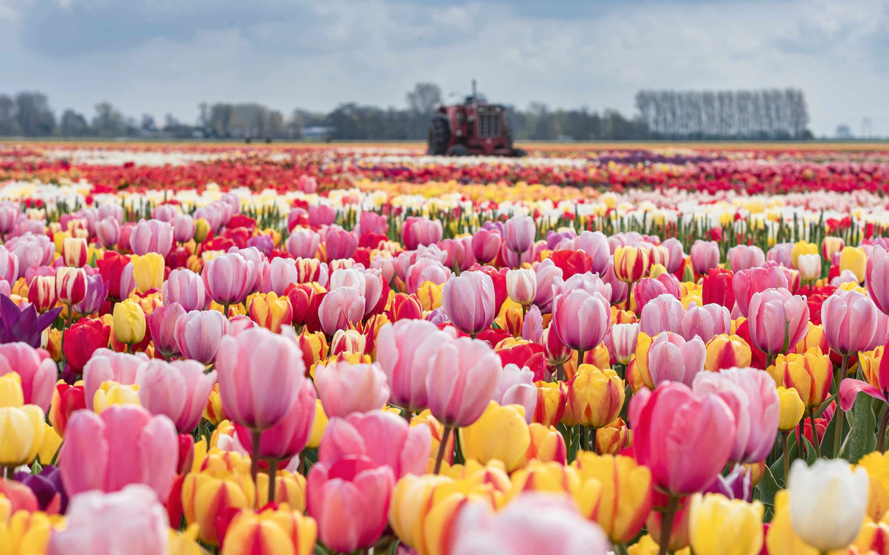 Tulip Experience Tickets mit Besuch der Tulpenfelder und optionalem Transfer ab Amsterdam — 6
