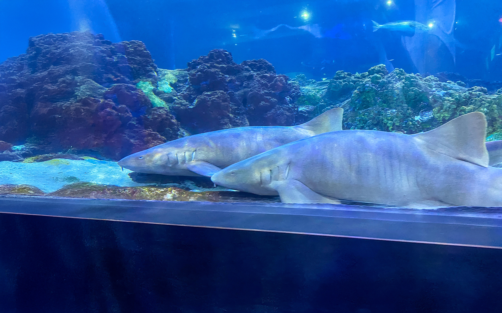 Two nurse sharks in the viewing tunnel at Seaworld, Orlando, Florida.