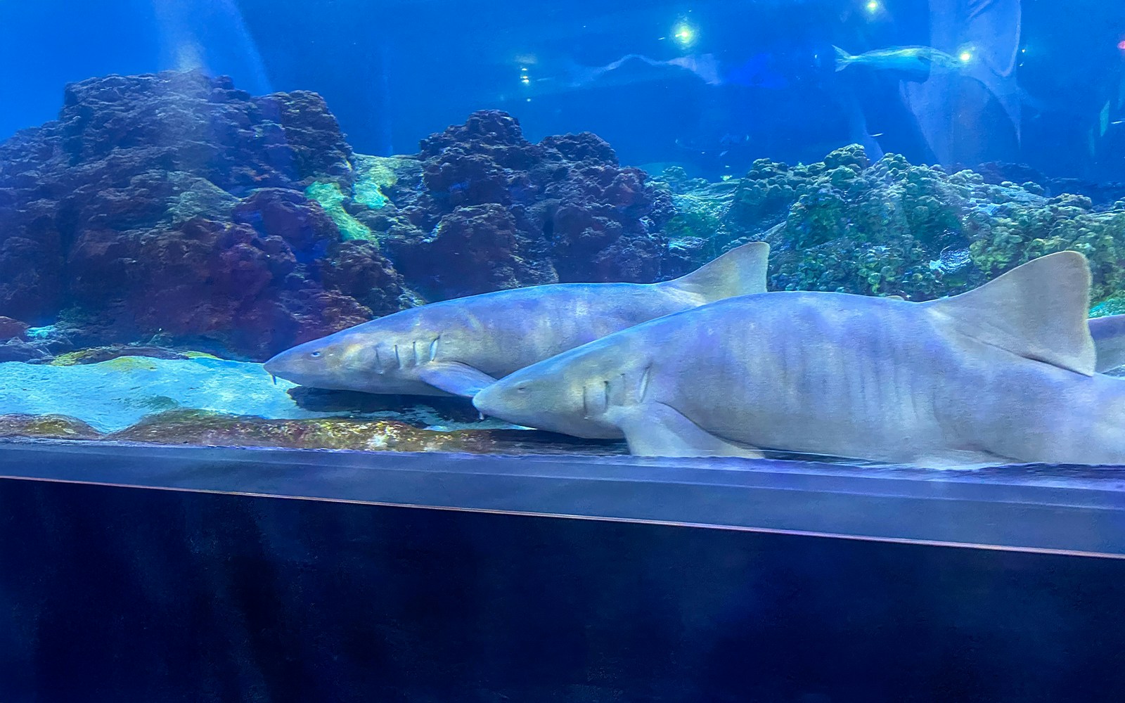 Two nurse sharks in the viewing tunnel at Seaworld, Orlando, Florida.