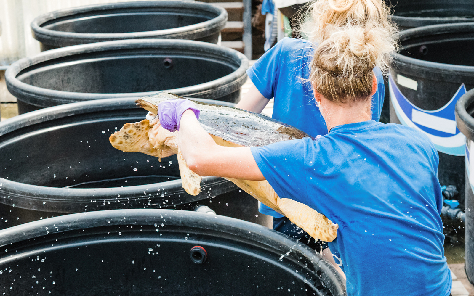 Deniz Kaplumbağası Kurtarma Merkezi	