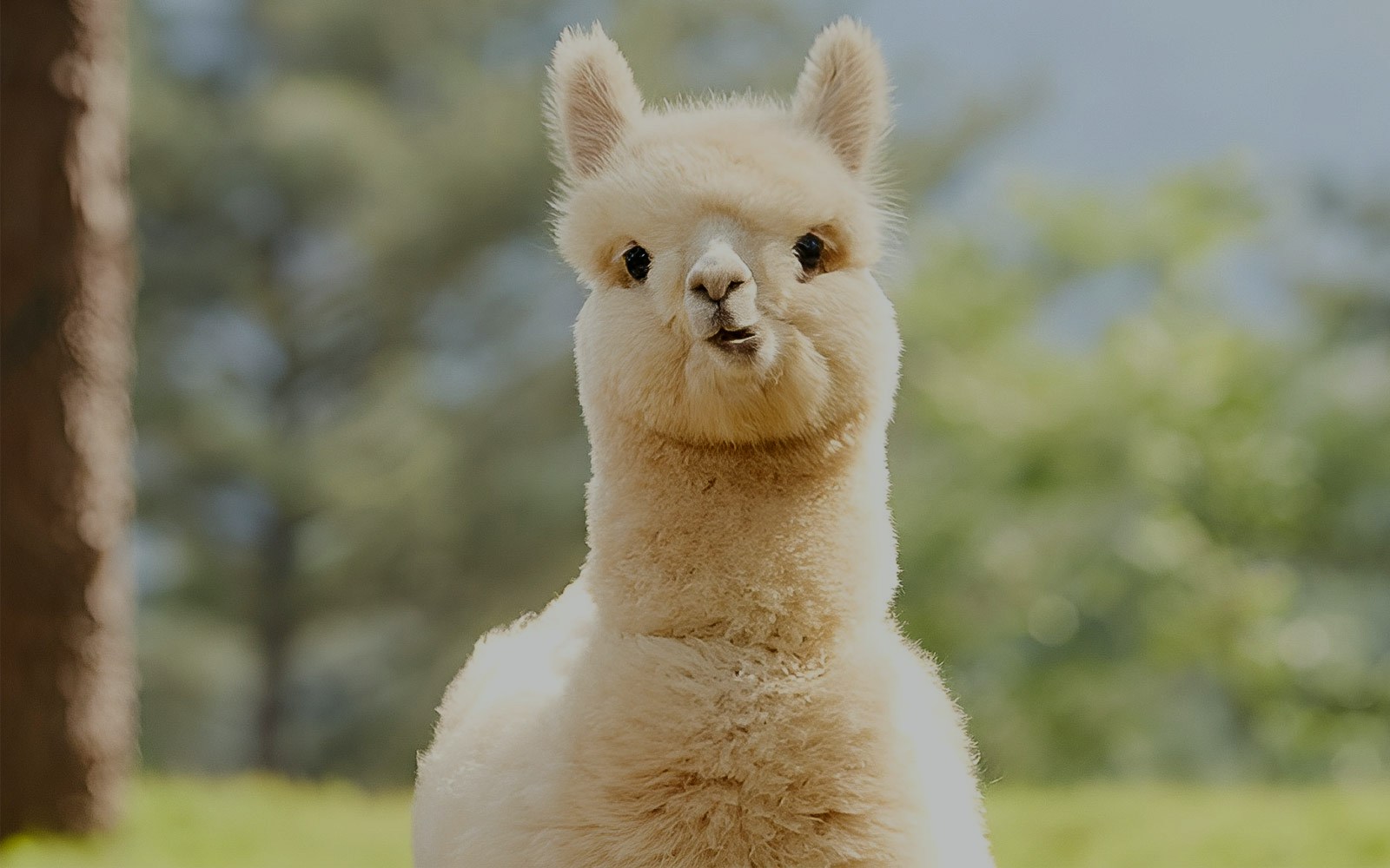 Alpaca World