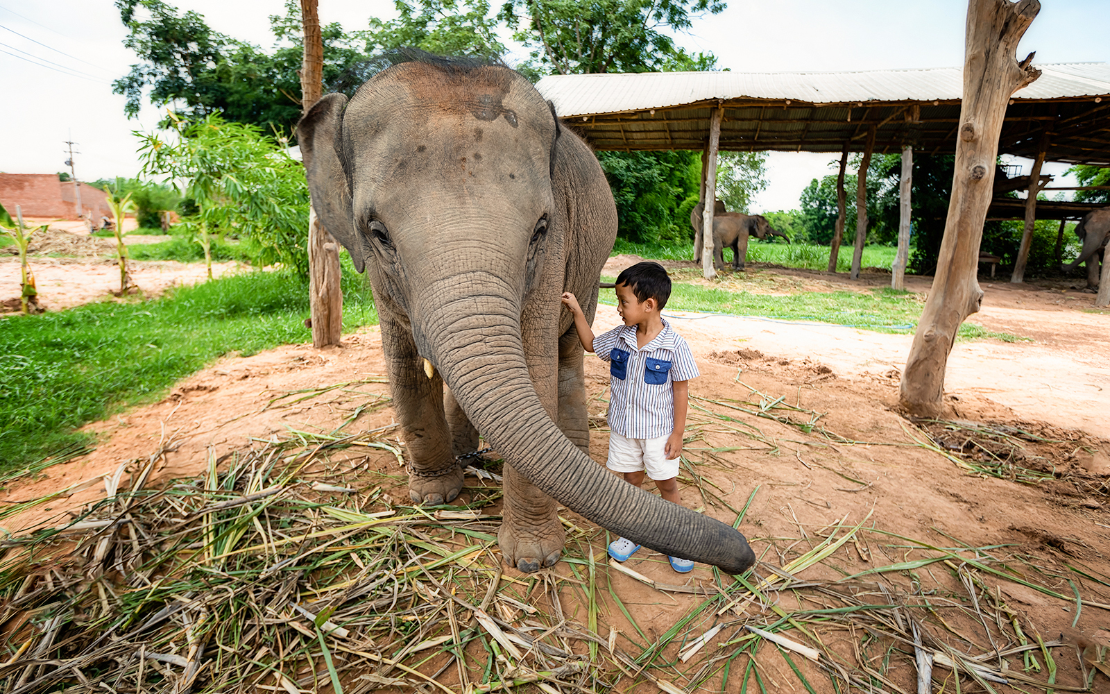The little boy who is playing with the baby elephant closely shows love, the bond between people and elephants. By bunyarit