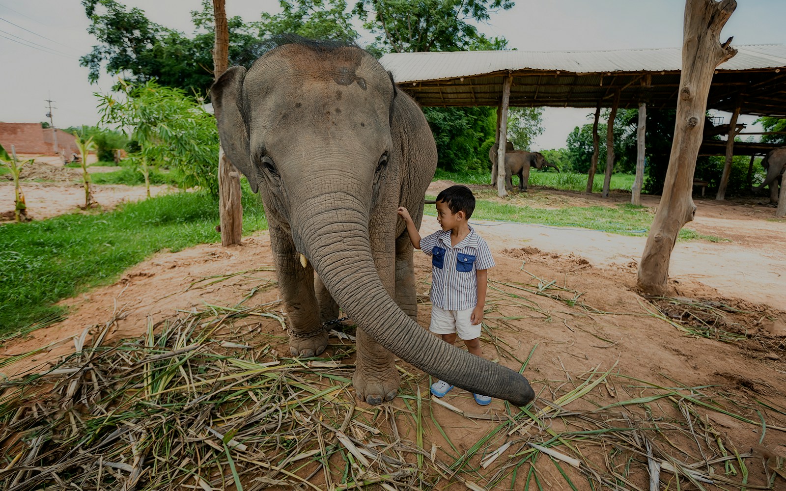 The little boy who is playing with the baby elephant closely shows love, the bond between people and elephants. By bunyarit