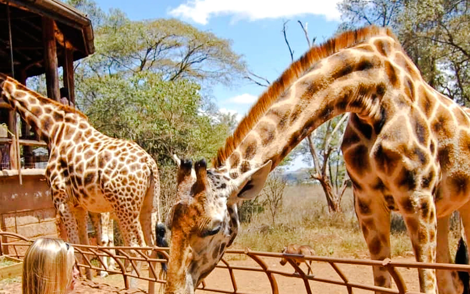 Nairobi: Giraffe Centre and Kazuri Beads Factory Guided Tour with Hotel Transfers (Product 56417)