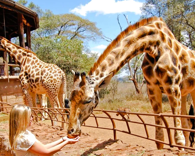 Nairobi: Giraffe Centre and Kazuri Beads Factory Guided Tour with Hotel Transfers (Product 56417)