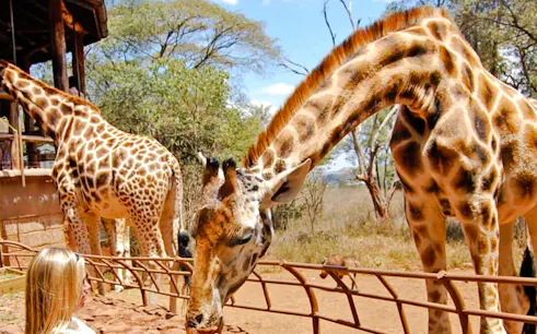 Giraffes interacting with visitors at Nairobi's Giraffe Centre.