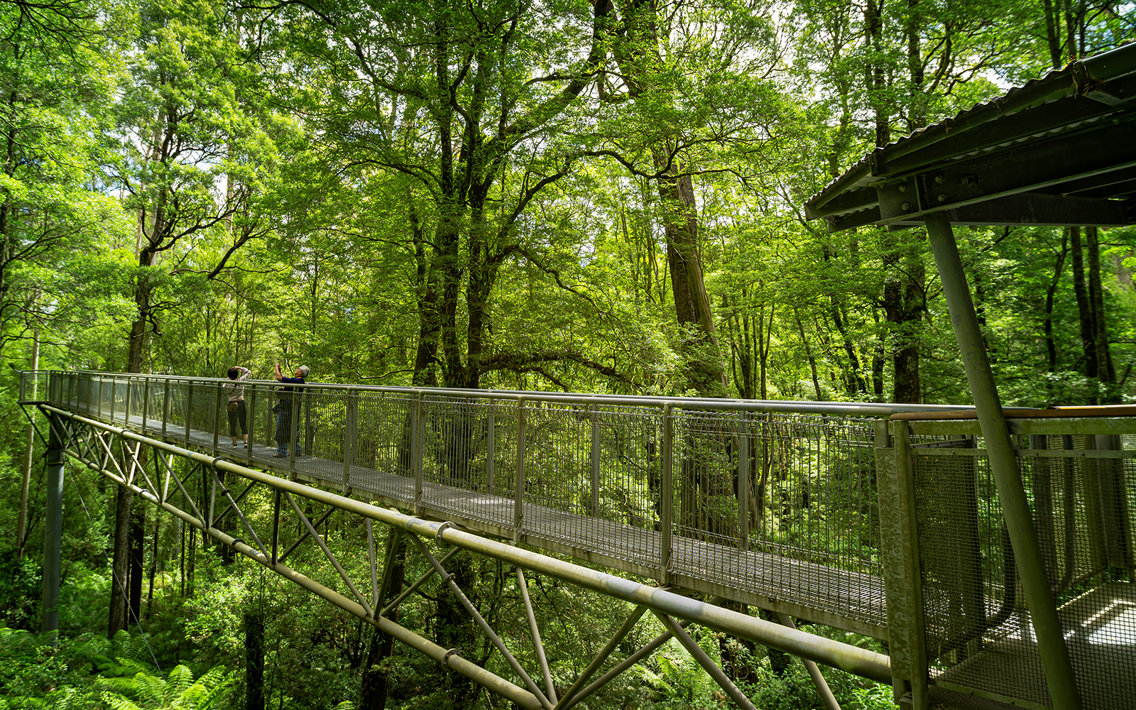 Walk through Rainforests in the Otways