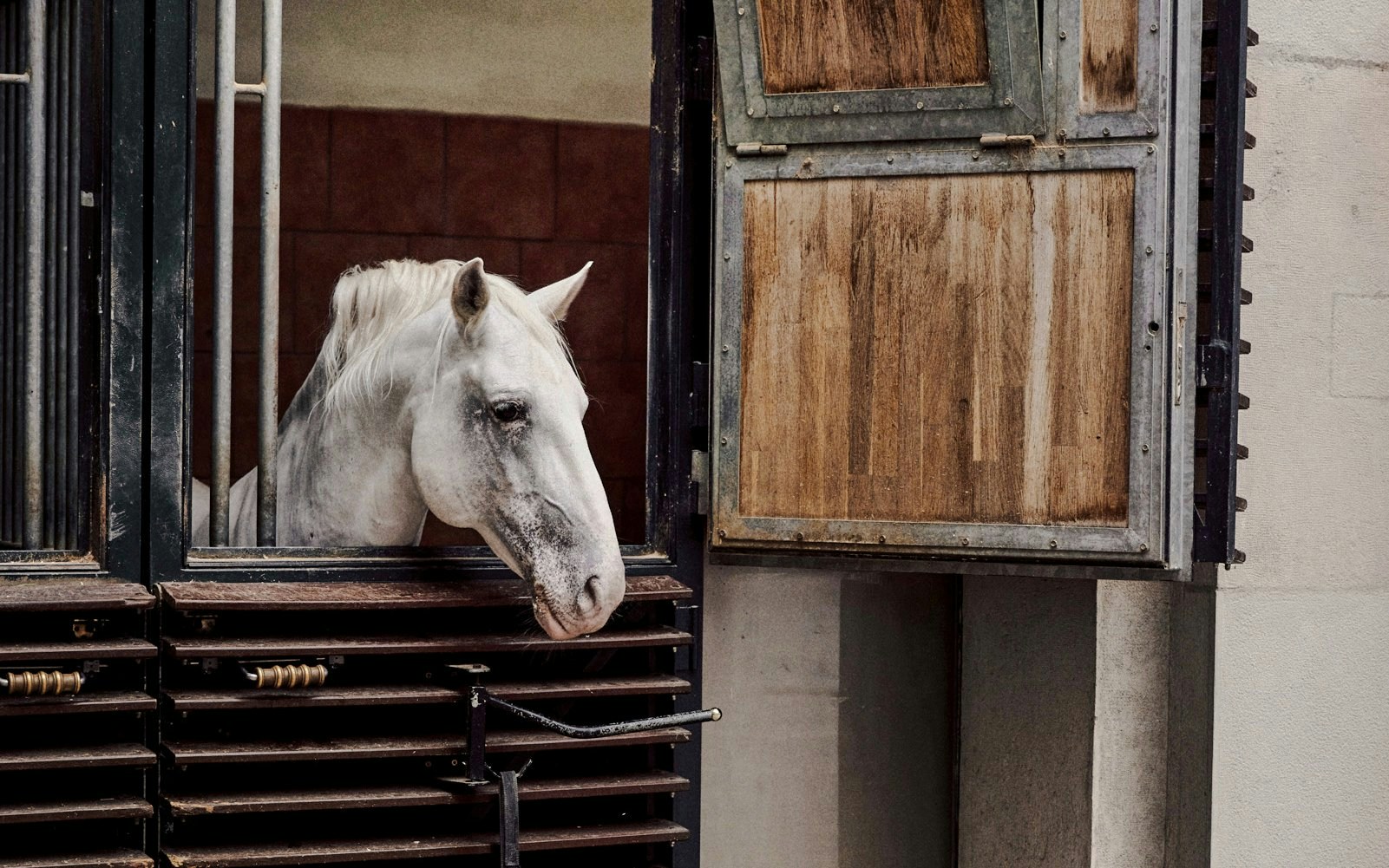 White horse in stable at Spanish Riding School, Vienna.