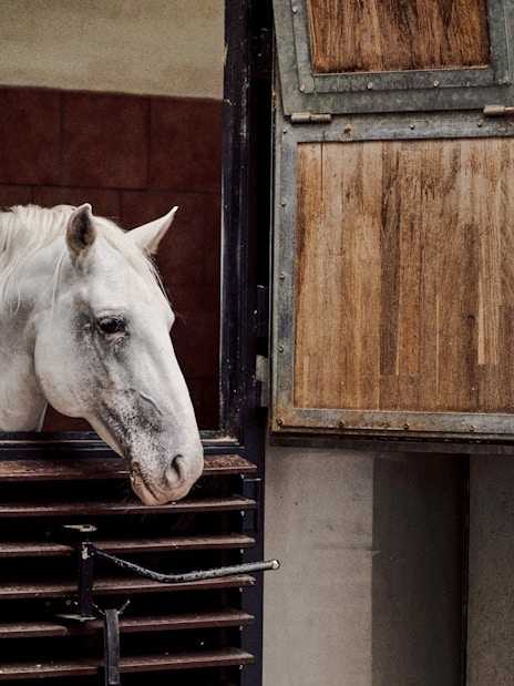 White horse in stable at Spanish Riding School, Vienna.