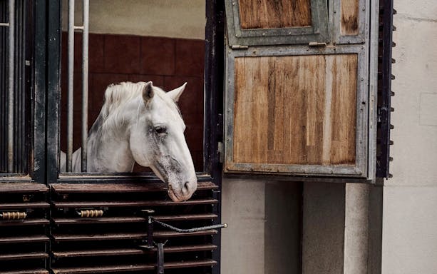White horse in stable at Spanish Riding School, Vienna.