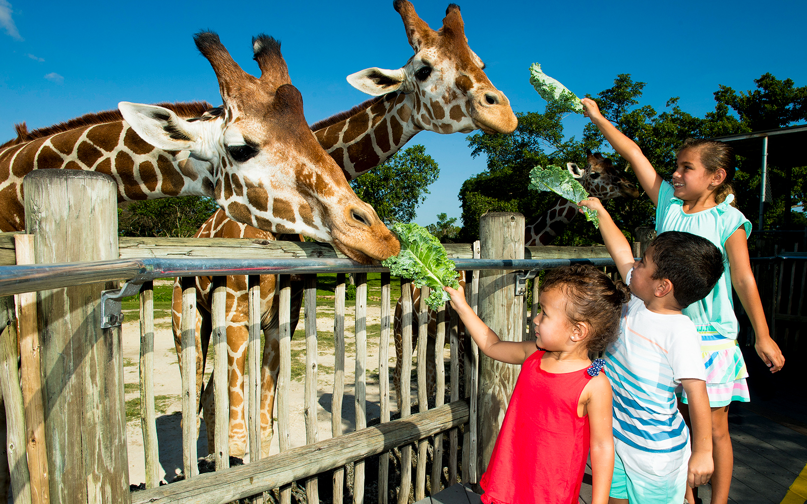 Children feeding giraffes at Miami Zoo.