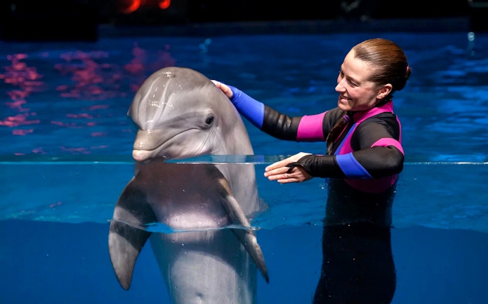 Dolphin interaction with trainer at Georgia Aquarium.