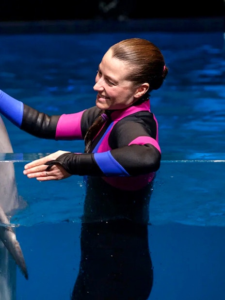 Dolphin interaction with trainer at Georgia Aquarium.