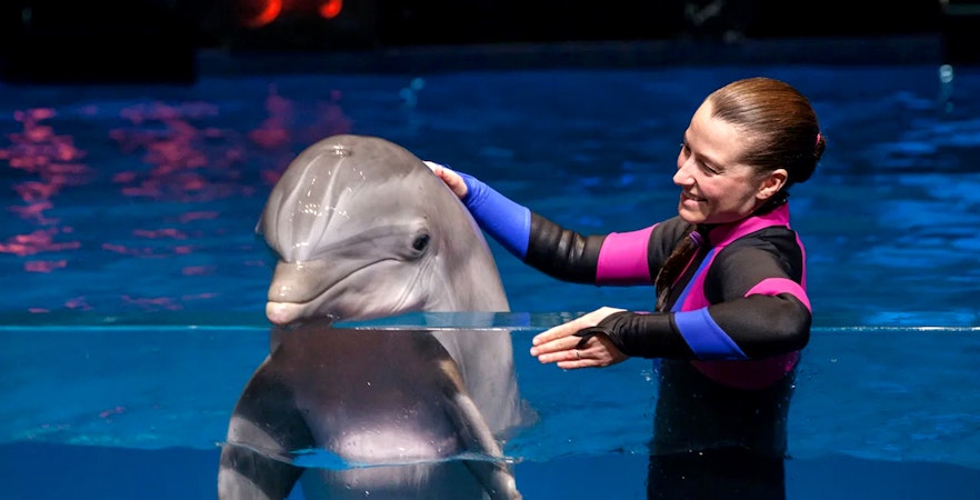 Dolphin interaction with trainer at Georgia Aquarium.