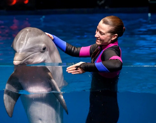 Dolphin interaction with trainer at Georgia Aquarium.
