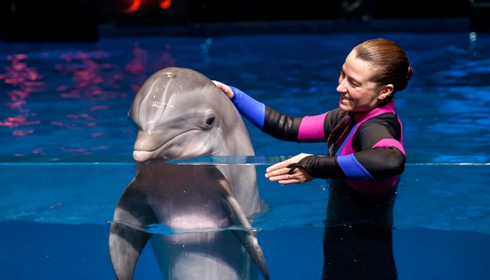Dolphin with instructor at Georgia Aquarium