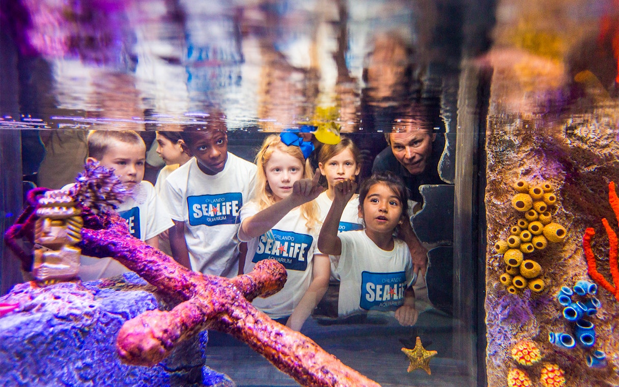 Children exploring an aquarium exhibit at SEA LIFE Orlando with the Orlando Explorer Pass.