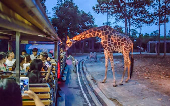 billetter til chiang mai night safari med trikk-turer-1
