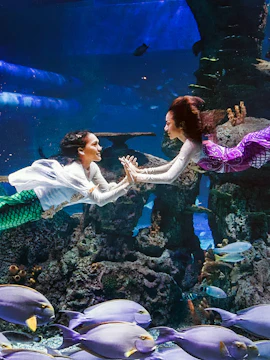 Mermaids performing underwater at Jakarta Aquarium Safari.