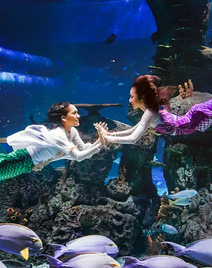 Mermaids performing underwater at Jakarta Aquarium Safari.