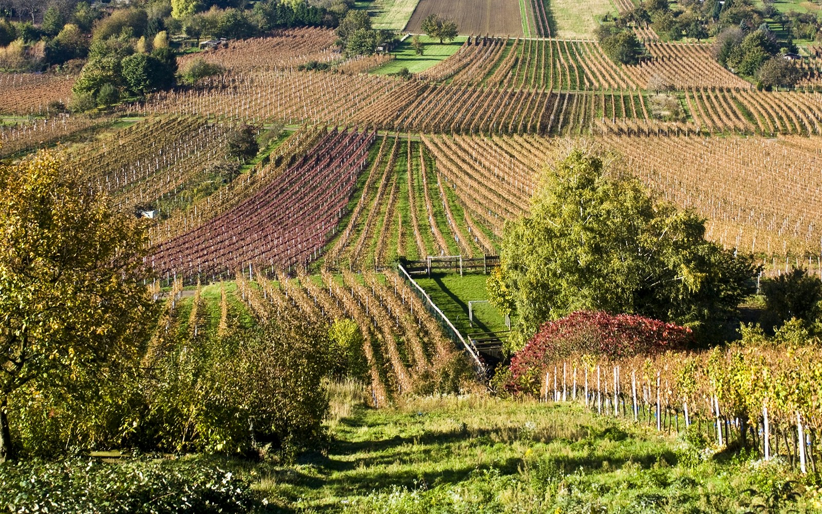 Vineyards in Chodorowa and Chruślice, Poland, with rows of grapevines and lush greenery.