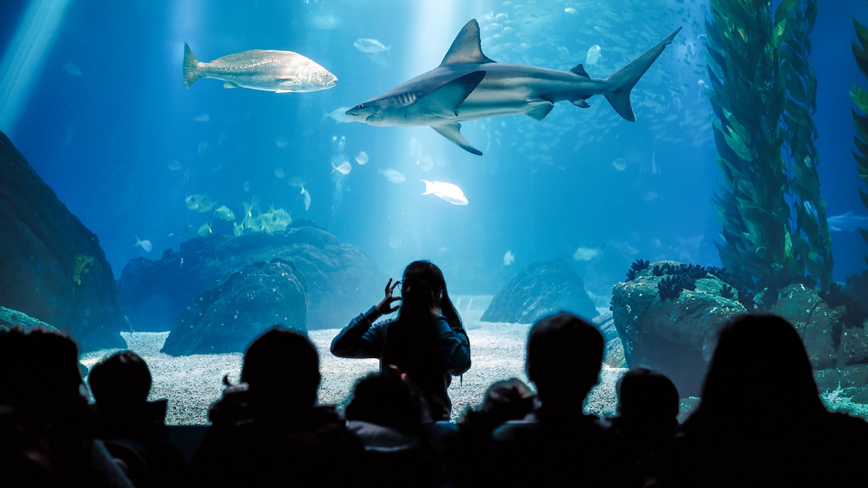 oceanario lisbona biglietti