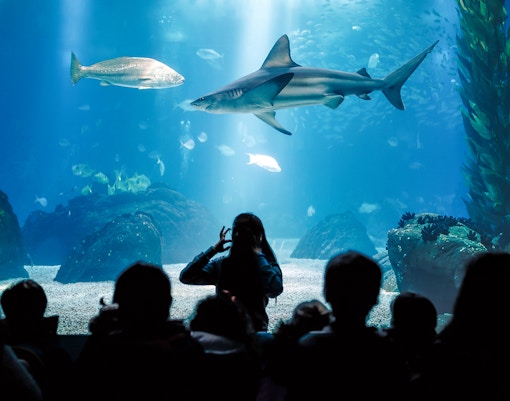 Lisbon Oceanarium