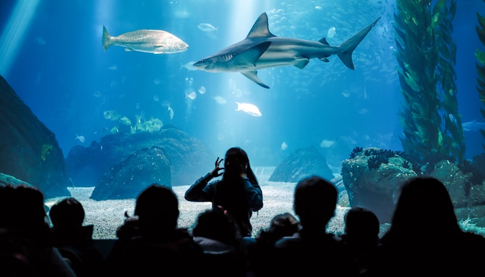 seaworld abu dhabi tickets