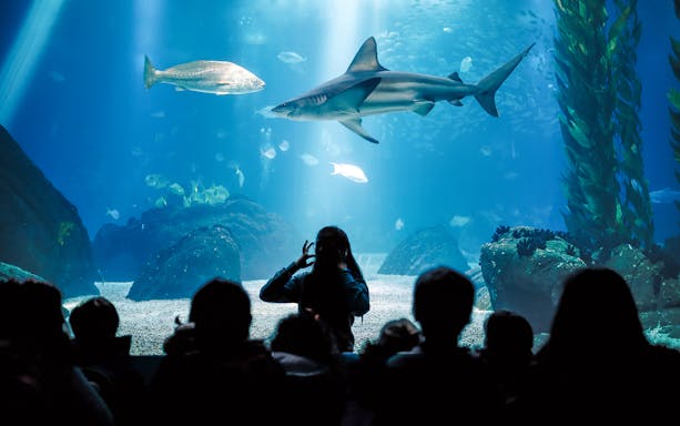 Tourists observing sharks at Cala Gonone Aquarium.