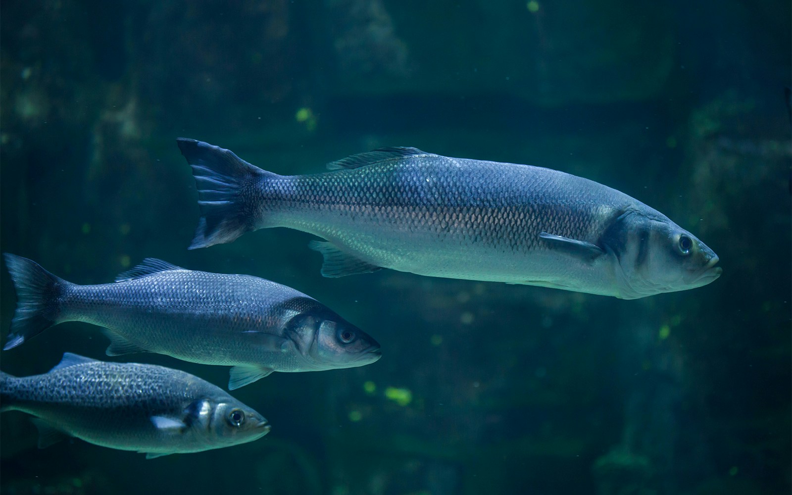 Habitat: Panama Canal