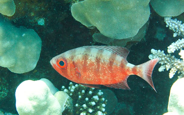 Coral reef fish swimming near vibrant corals, Red Sea.