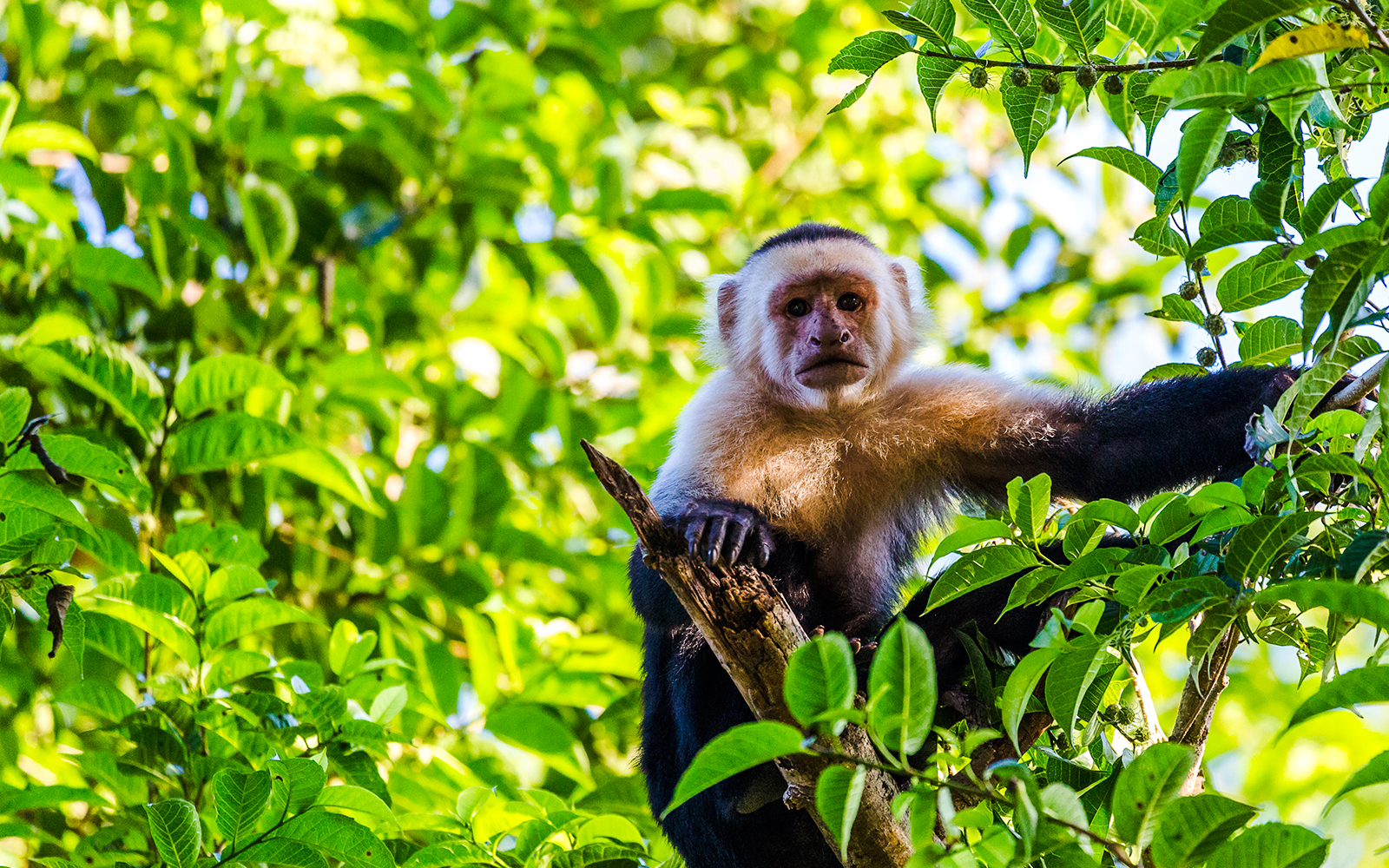 White-faced capuchin perched in treetops surrounded by lush green leaves.
