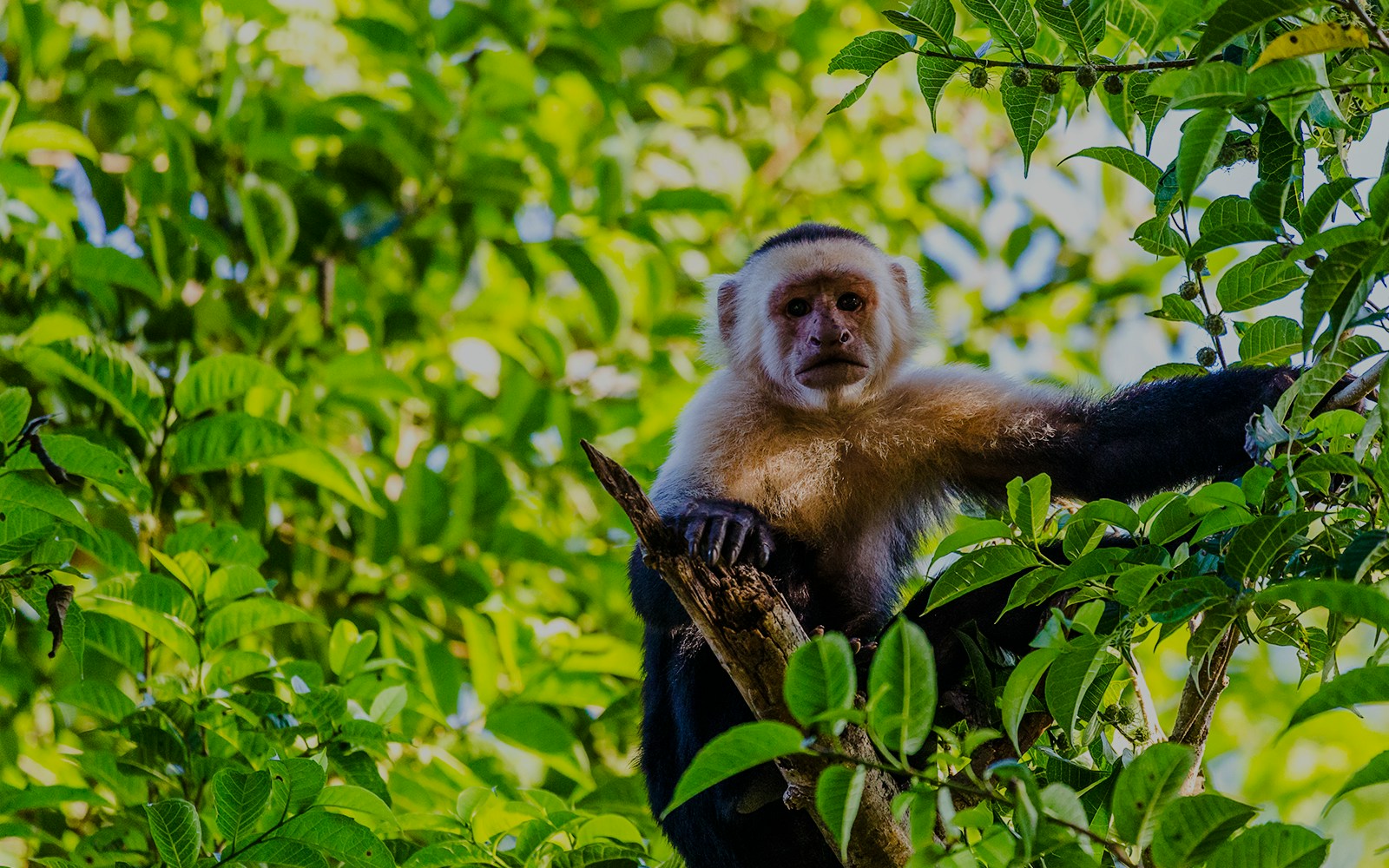 White-faced capuchin perched in treetops surrounded by lush green leaves.