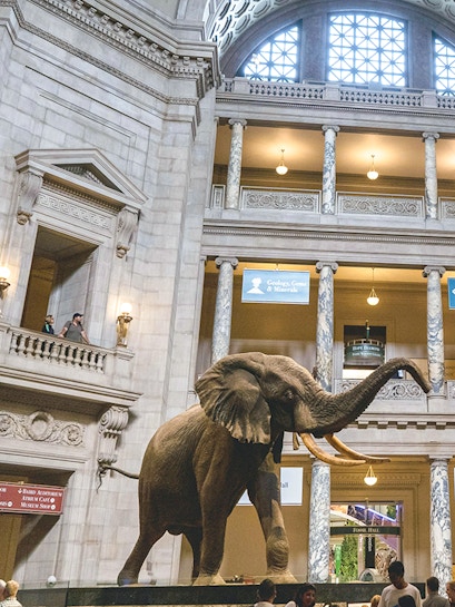 Elephant exhibit in the American Museum of Natural History atrium.