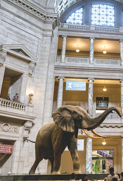 Elephant exhibit in the American Museum of Natural History atrium.