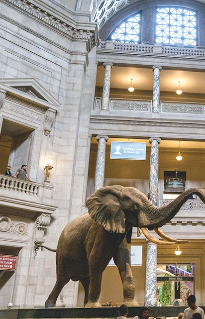 Elephant exhibit in the American Museum of Natural History atrium.