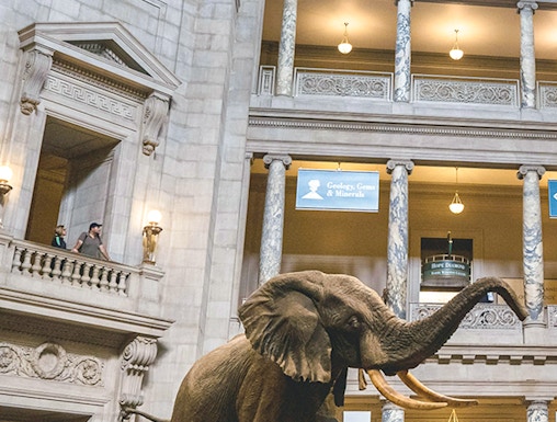 Elephant exhibit in the American Museum of Natural History atrium.