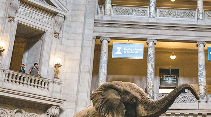 Elephant exhibit in the American Museum of Natural History atrium.