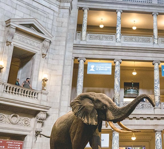 Elephant exhibit in the American Museum of Natural History atrium.