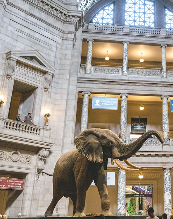 Elephant exhibit in the American Museum of Natural History atrium.