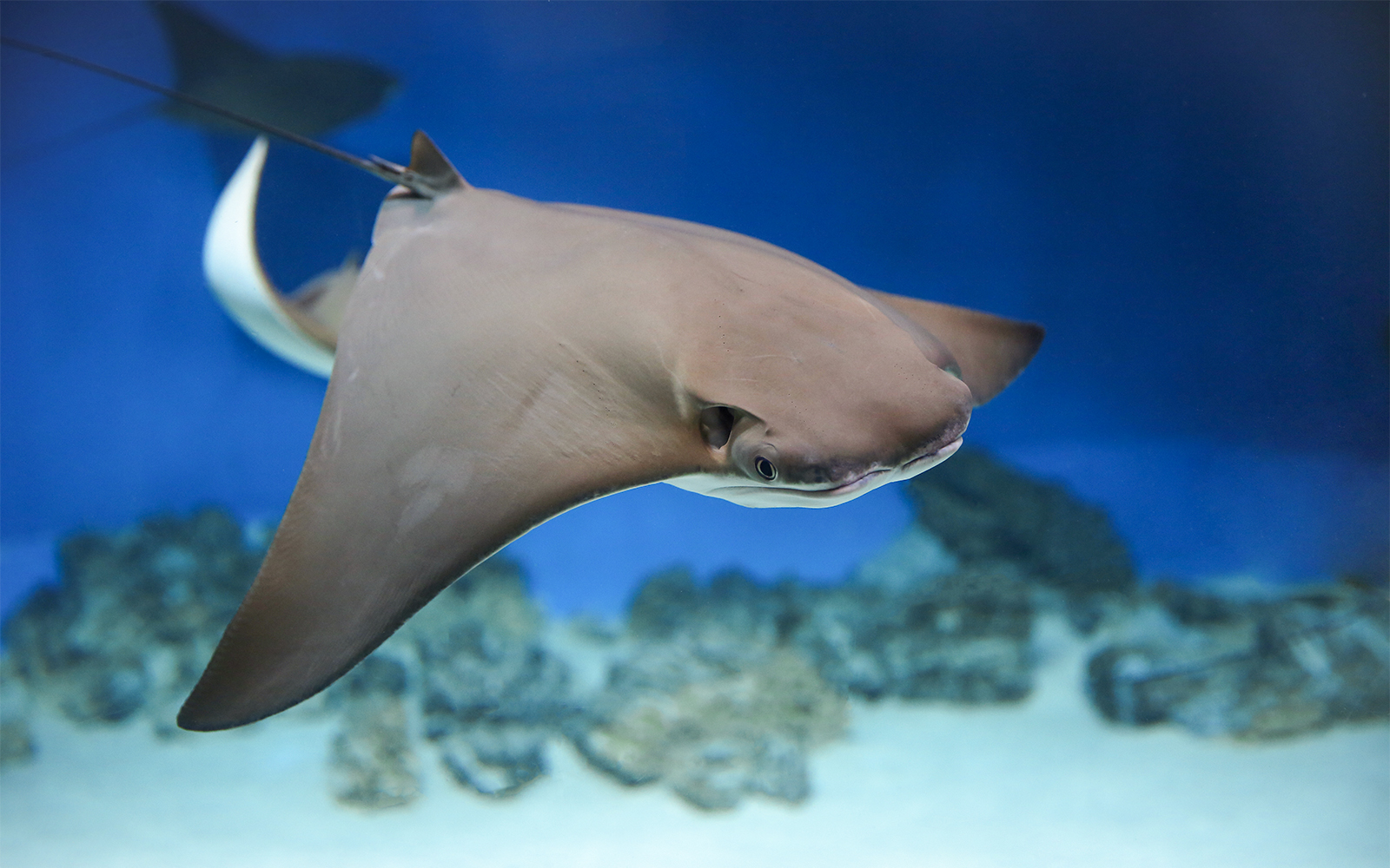 Cownose Ray gliding through a large aquarium tank.