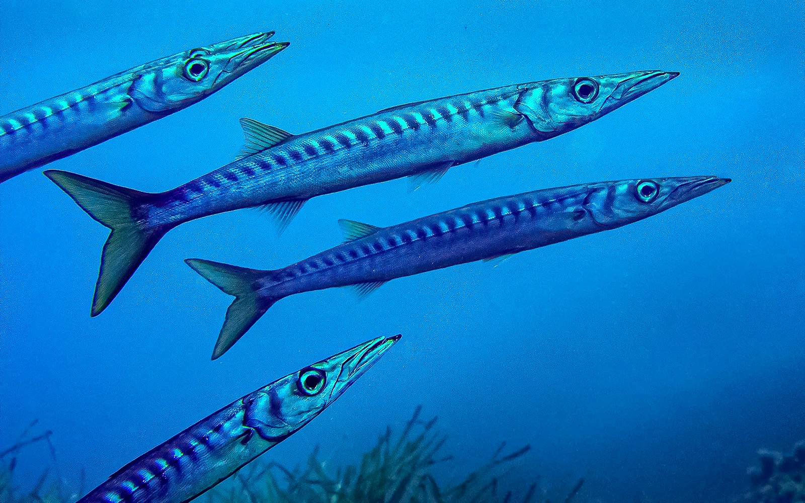 A school of Pickhandle Barracuda