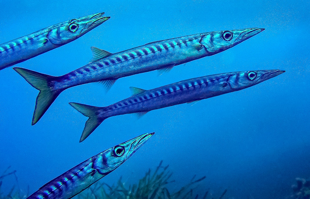 Mediterranean barracuda at Oceanografic Valencia