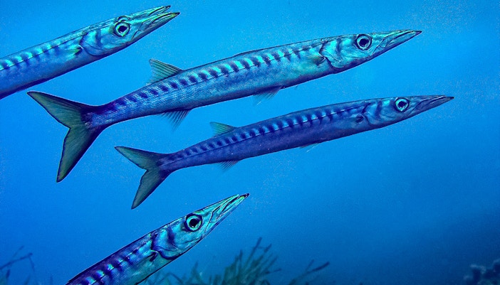 Mediterranean barracuda at Oceanografic Valencia