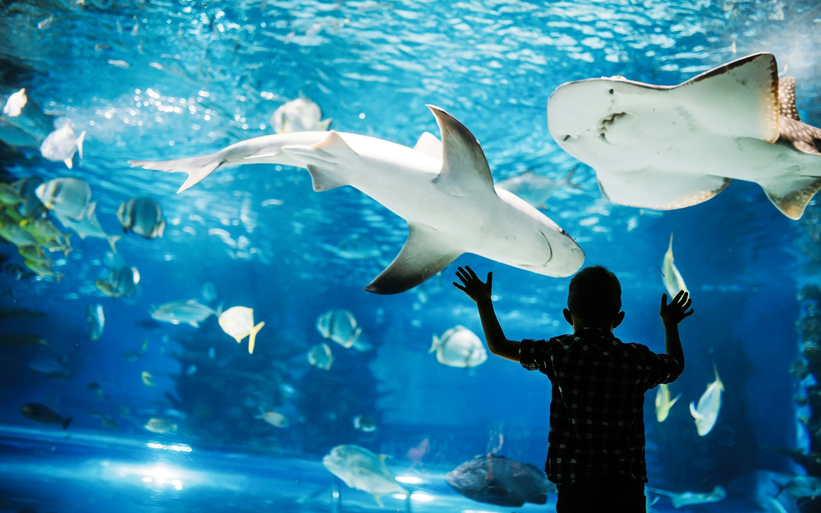 Sevengill shark feedings