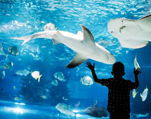 Apex Predators - SEA Aquarium