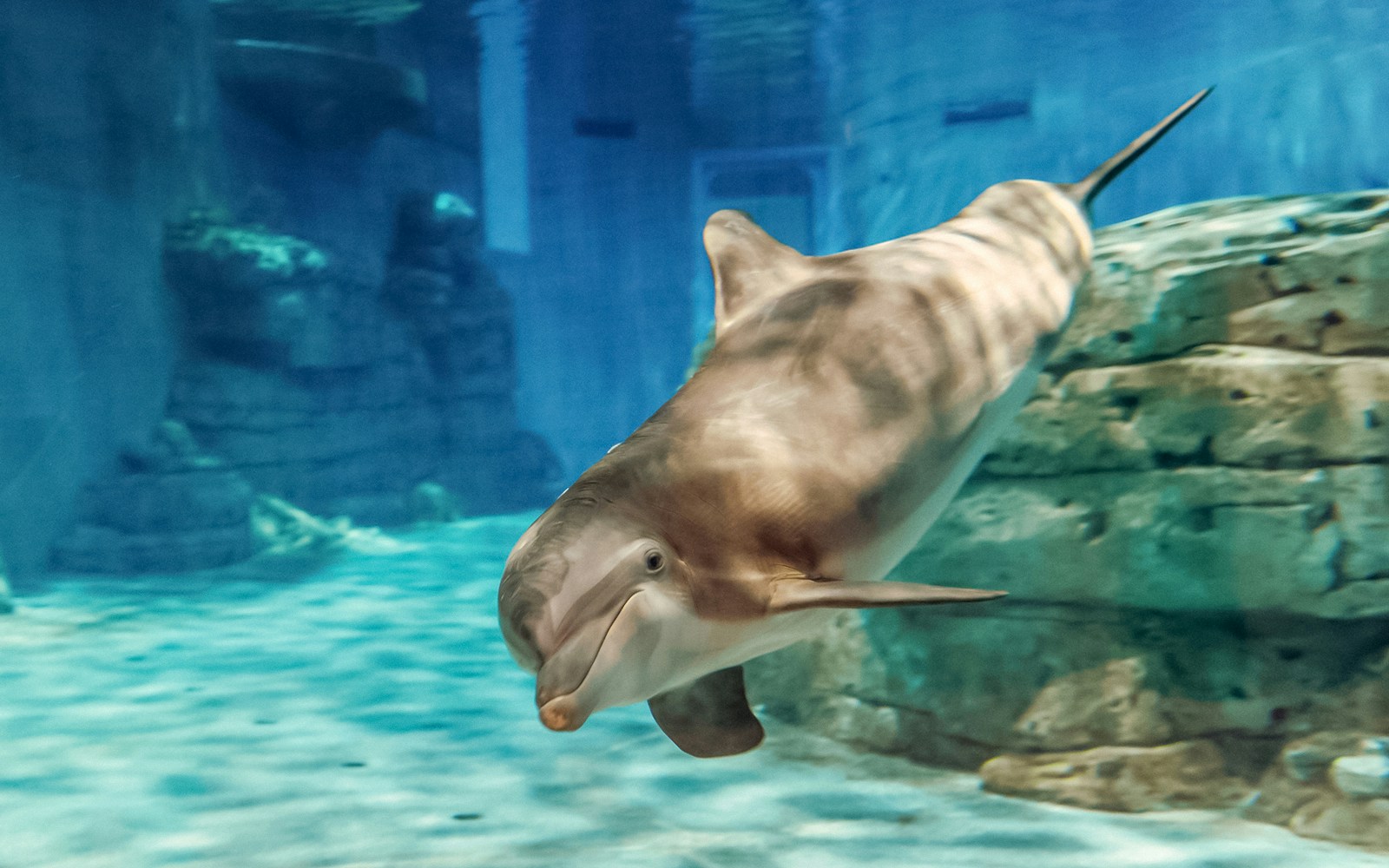 Dolphin swimming in Clearwater Beach aquarium.