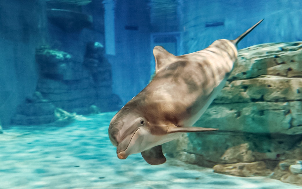 Dolphin swimming in Clearwater Beach aquarium.