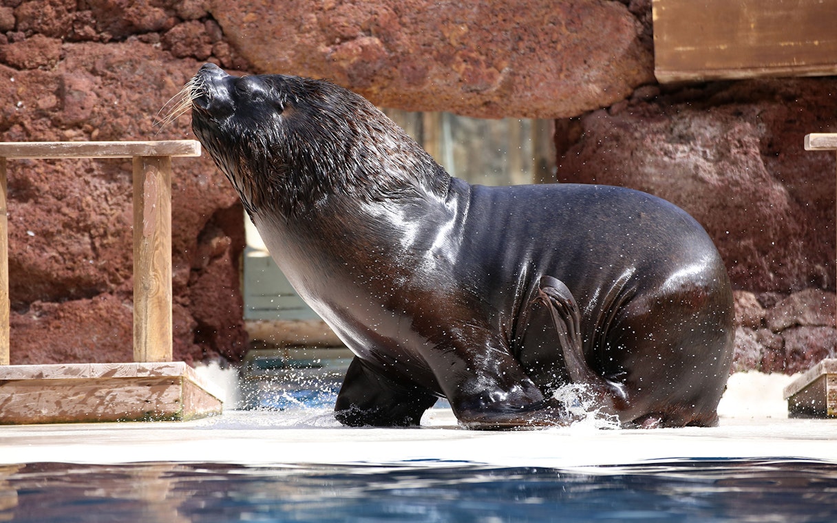 Sea lion at Oasis Wildlife Fuerteventura near water's edge.