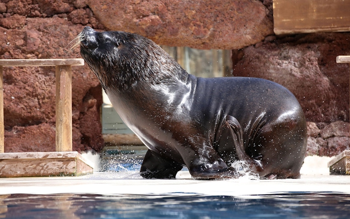 Sea lion at Oasis Wildlife Fuerteventura near water's edge.